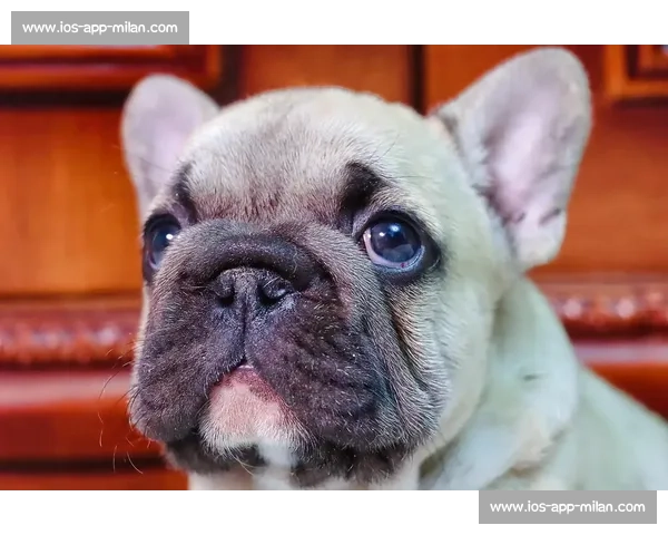 赛法斗:踢击独尊的优雅格斗艺术 赛法斗:踢击独尊的优雅格斗艺术